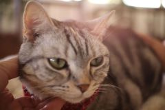 IMG_2687_result